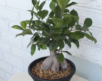 Bonsai Ficus Tabletop desktop Plant Tree Live