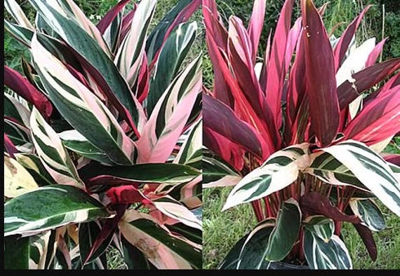 Variegated Tri Color Ginger Tropical Plan,t Red, Green, White