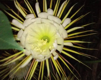 Epiphyllum Night Blooming Cactus  24in Selenicereus grandiflorus Orchid Cactus White Live plants