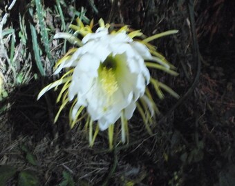 12" White Blooms at Night Cactus  24 inch long Selenicereus grandiflorus Orchid Epiphyllum