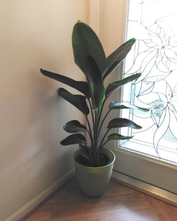 3 Ft White Bird of Paradise Plant Strelitzia Nicolai Large House Plant -  Etsy Finland