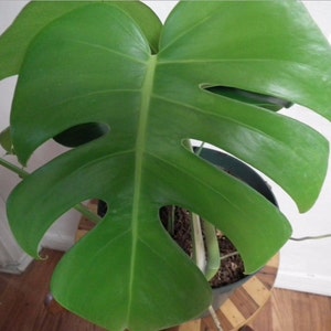 Large Monstera Plant Split Leaf Philodendron Houseplant Live Tropical Garden image 3