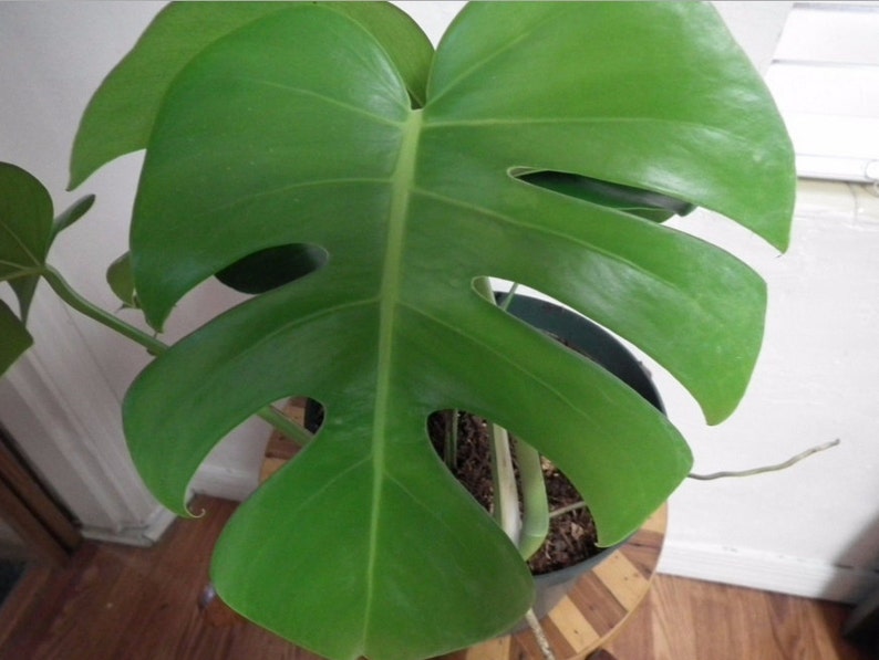 Large Monstera Plant Split Leaf Philodendron Houseplant Live Tropical Garden image 3