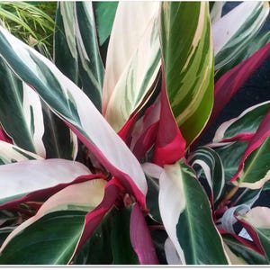 Variegated Tri Color Ginger Tropical Plan,t Red, Green, White, Garden Houseplant, Stromanthe &#39;Triostar&#39;