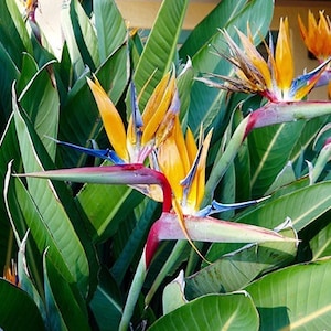 15-20in Orange Bird of Paradise, Live Plant, Strelitzia, image 5