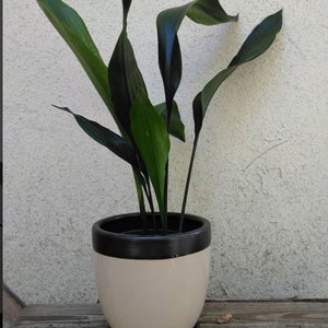 CAST IRON PLANT Aspidistra Elatior Easy Any light Live Plant image 2