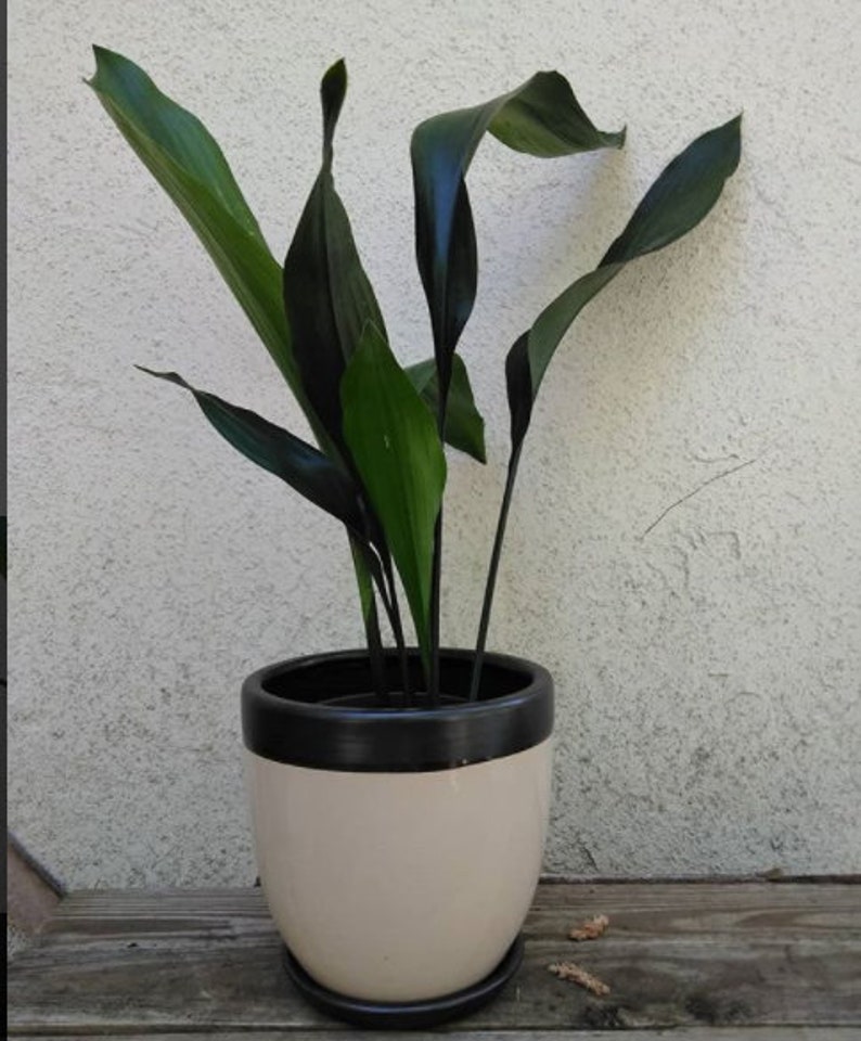 CAST IRON PLANT Aspidistra Elatior Easy Any light Live Plant image 2