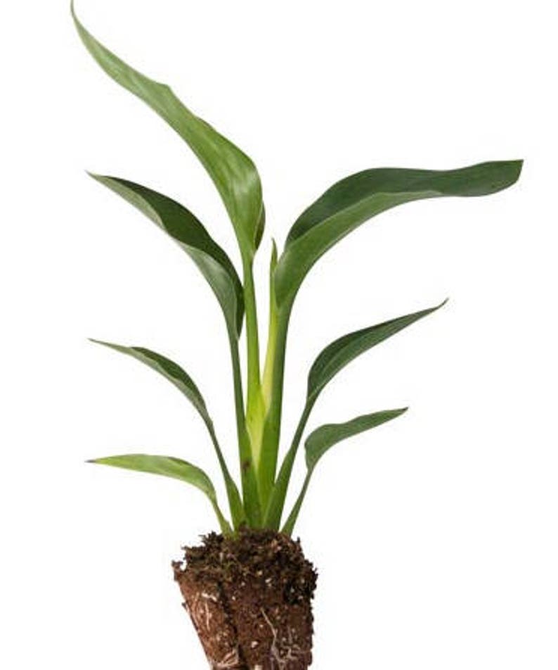 SwampLife Bird of Paradise Plant - Thumbnail 3