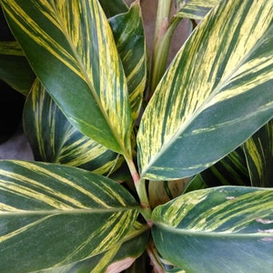 Variegated Shell Ginger, Alpinia zerumbet ‘Variegata’ Fragrant Live House Plant 1 Gal
