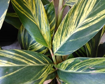 Variegated Shell Ginger, Alpinia zerumbet ‘Variegata’ Fragrant Live House Plant 1 Gal