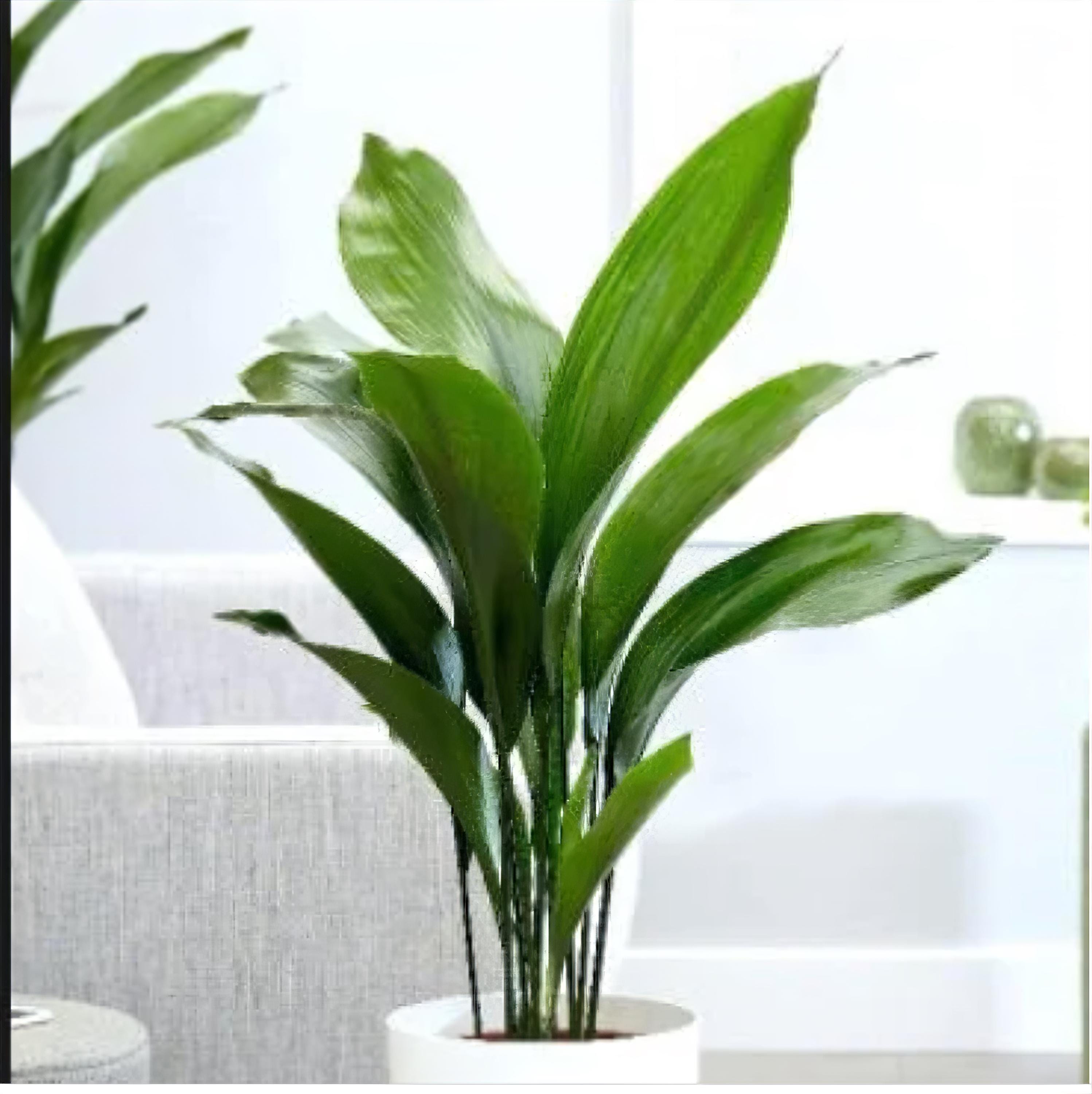 wo bekommt man aloe vera blätter Bio Aloe Vera Frischblatt bestellen main image 0