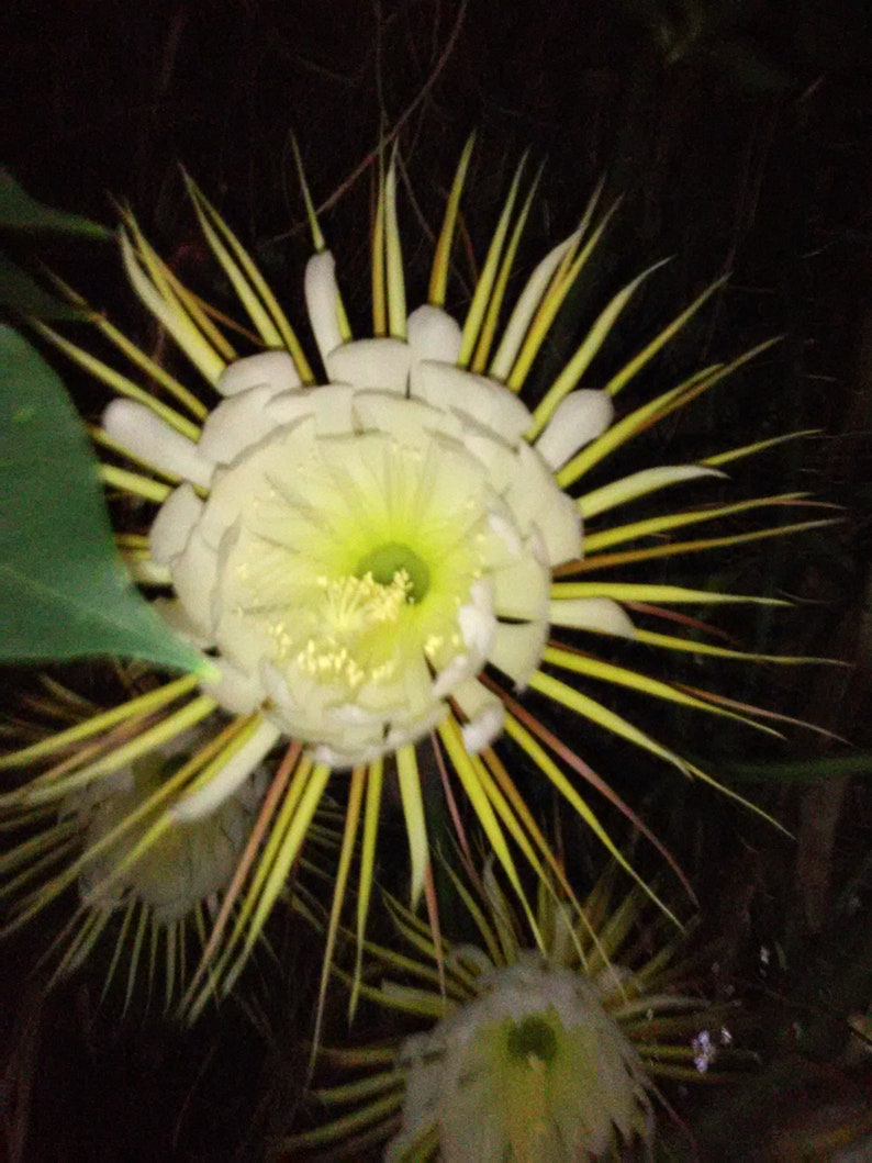 Epiphyllum Night Blooming Cactus 24in Selenicereus grandiflorus Orchid Cactus White Live plants image 8