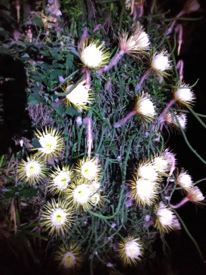 Epiphyllum Night Blooming Cactus 24in Selenicereus grandiflorus Orchid Cactus White Live plants image 6