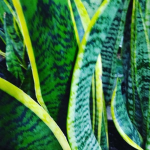 May include: Close-up of a snake plant with long, upright leaves. The leaves are a vibrant green with dark green and yellow stripes along the edges. The plant has a textured appearance and is a popular houseplant.