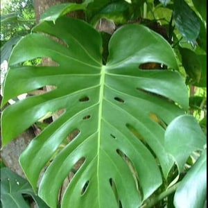 Large Monstera Plant Split Leaf Philodendron Houseplant Live Tropical Garden image 1