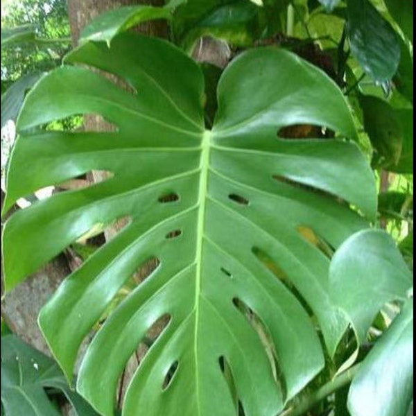 Large Monstera Plant Split Leaf Philodendron Houseplant Live Tropical Garden!