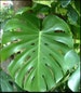 Large Monstera Plant Split Leaf Philodendron Houseplant Live Tropical Garden! 