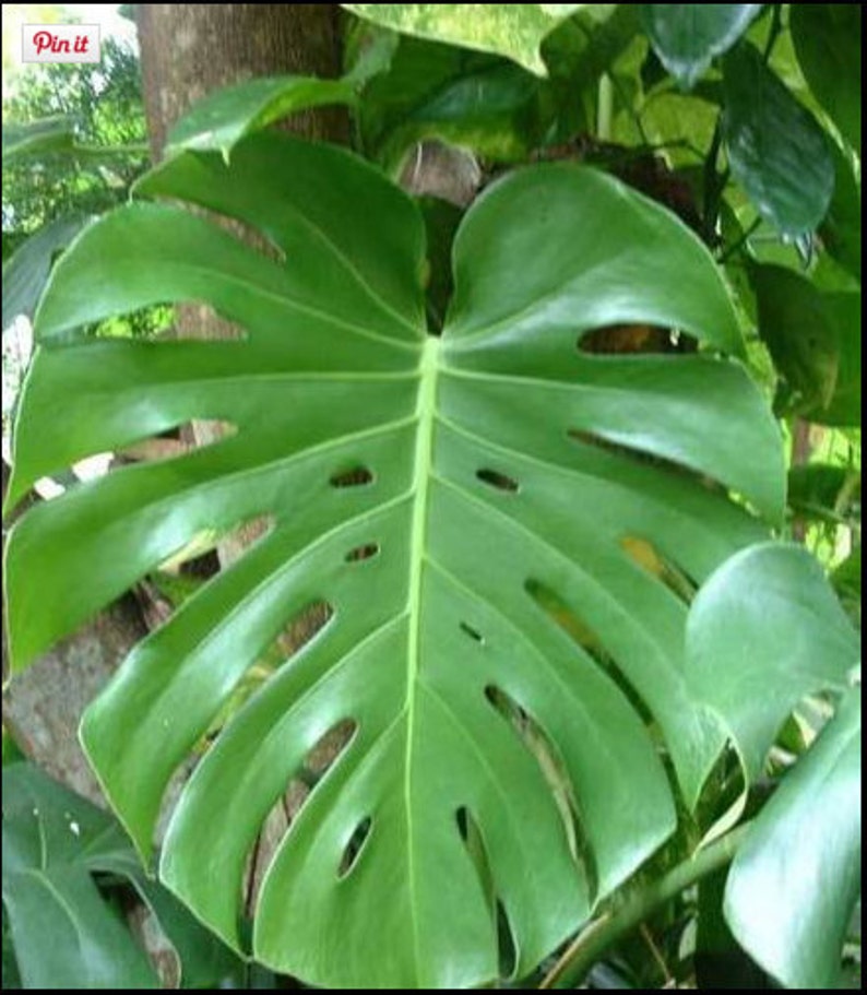 Large Monstera Plant Split Leaf Philodendron Houseplant Live Tropical Garden image 1