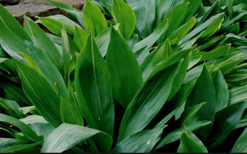 CAST IRON PLANT Aspidistra Elatior Easy Any light Live Plant image 3