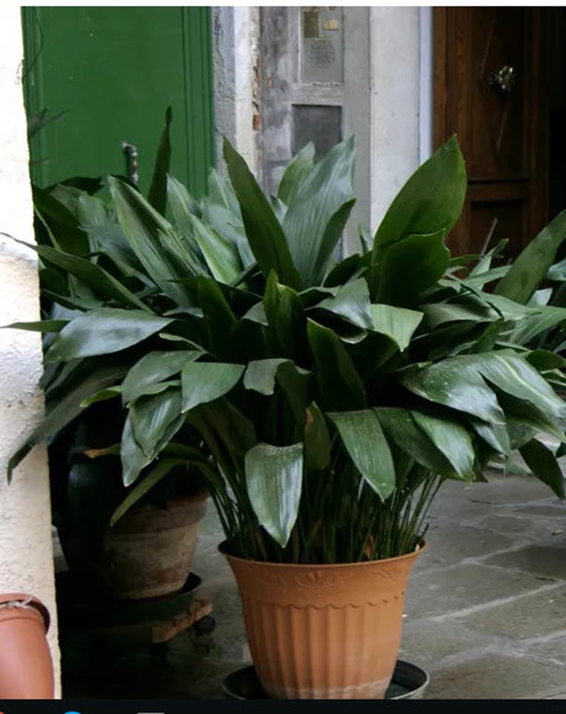 CAST IRON PLANT Aspidistra Elatior Easy Any light Live Plant image 7