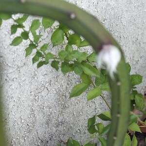 Epiphyllum Night Blooming Cactus 24in Selenicereus grandiflorus Orchid Cactus White Live plants image 5