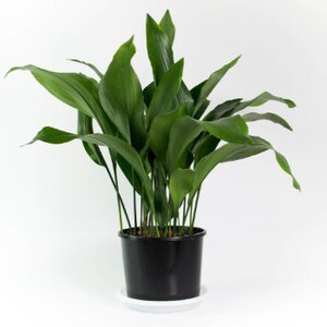 CAST IRON PLANT Aspidistra Elatior Easy Any light Live Plant image 8