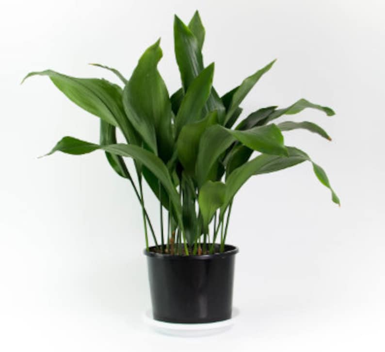 CAST IRON PLANT Aspidistra Elatior Easy Any light Live Plant image 8