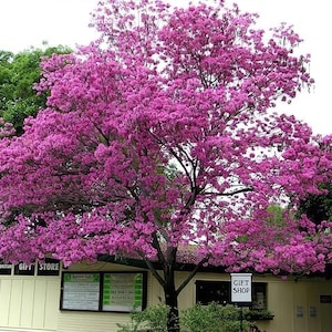 Tropical tree pink Radiant Beauty Tabebuia Tree Starter Plant Thrive in Your Garden! Pink Tropics, tropics,