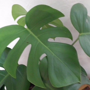 Large Monstera Plant Split Leaf Philodendron Houseplant Live Tropical Garden image 6