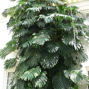 Large Monstera Plant Split Leaf Philodendron Houseplant Live Tropical Garden image 9