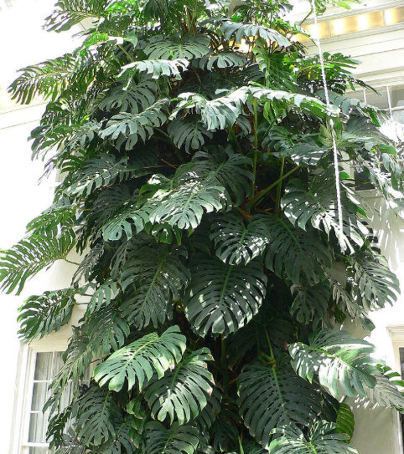Large Monstera Plant Split Leaf Philodendron Houseplant Live Tropical Garden Bild 9