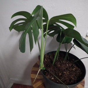Large Monstera Plant Split Leaf Philodendron Houseplant Live Tropical Garden image 4