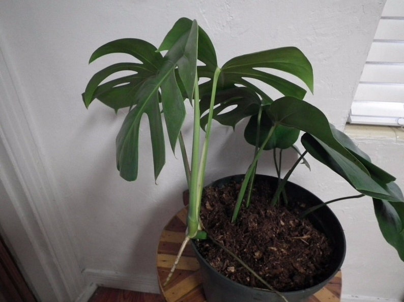 Large Monstera Plant Split Leaf Philodendron Houseplant Live Tropical Garden image 4