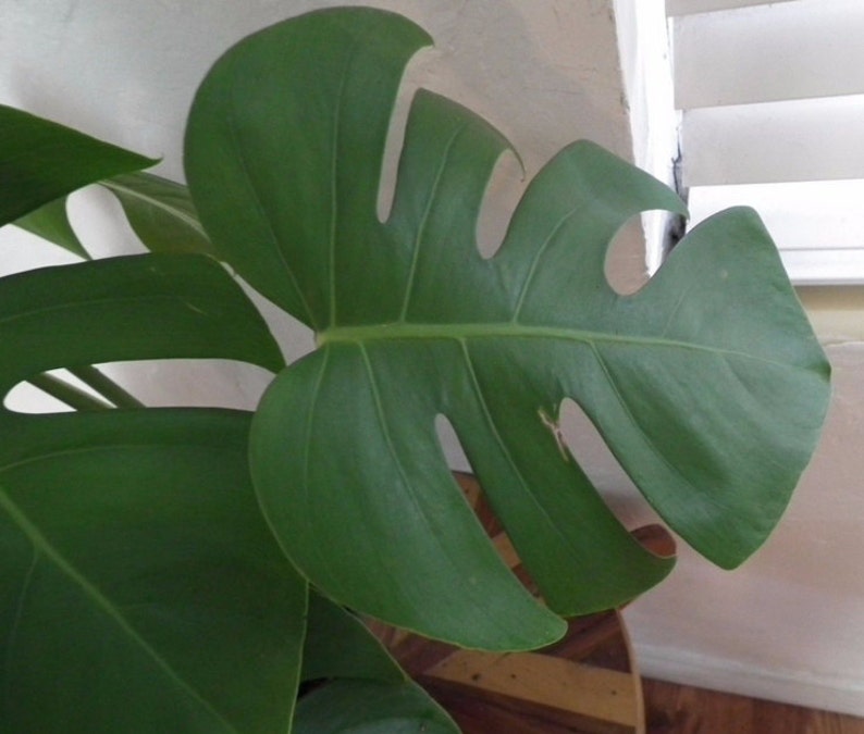 Large Monstera Plant Split Leaf Philodendron Houseplant Live Tropical Garden Bild 2