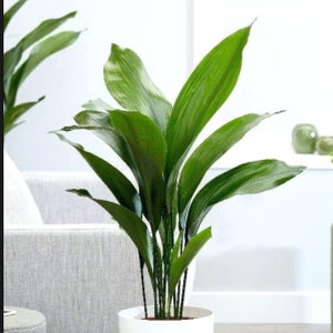 CAST IRON PLANT Aspidistra Elatior Easy Any light Live Plant