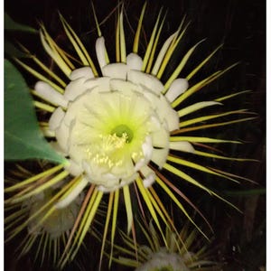 12&quot; White Blooms at Night Cactus  24 inch long Selenicereus grandiflorus Orchid Epiphyllum