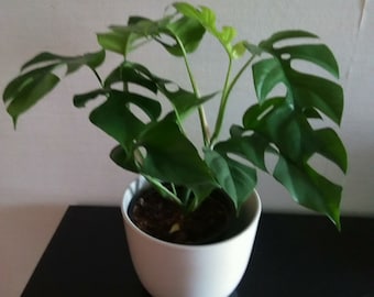 Live Plant Mini Monstera Rhaphidophora Tetrasperma Philodendron Ginny Minimal