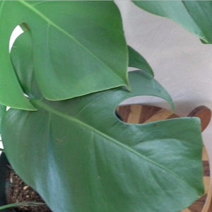 Large Monstera Plant Split Leaf Philodendron Houseplant Live Tropical Garden image 5