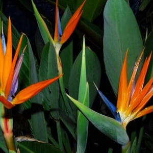 20-24" Tall Bird of Paradise, Live Large Plant ,Strelitzia Orange Blue Purple, Not a starter