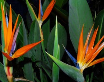 15-20" Orange Bird of Paradise, Live Large Plant ,Strelitzia