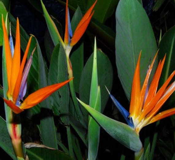 Oiseau Orange Du Paradis Plante Strelitzia