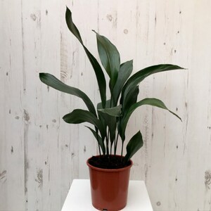 CAST IRON PLANT Aspidistra Elatior Easy Any light Live Plant image 4