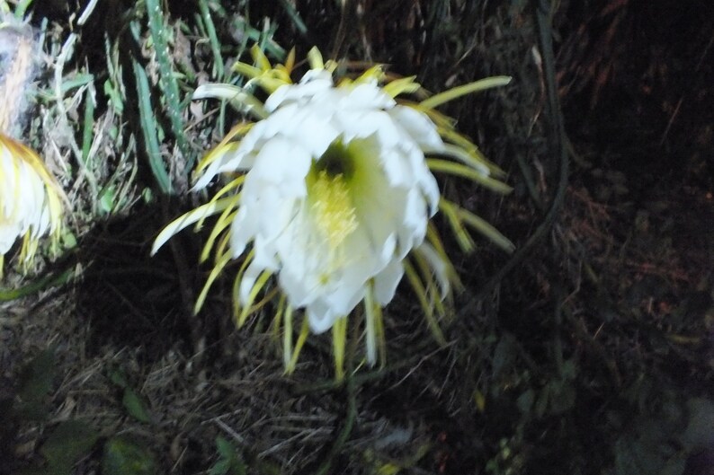 Epiphyllum Night Blooming Cactus 24in Selenicereus grandiflorus Orchid Cactus White Live plants image 2