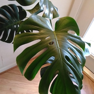 Large Monstera Plant Split Leaf Philodendron Houseplant Live Tropical Garden image 8