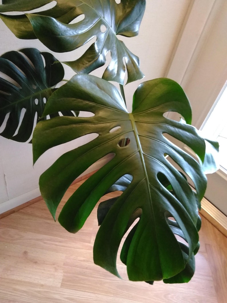 Large Monstera Plant Split Leaf Philodendron Houseplant Live Tropical Garden image 8