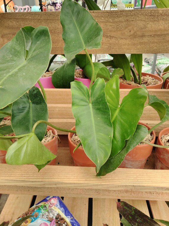 Philodendron Burle Marx Live Plant Etsy