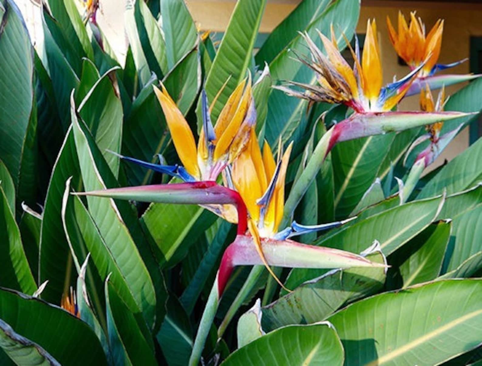Orange Bird of Paradise Plant Strelitzia Live Plant Large Etsy