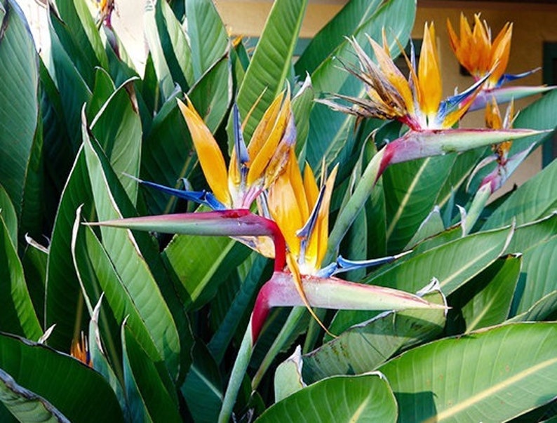 SwampLife Bird of Paradise Plant - Thumbnail 5
