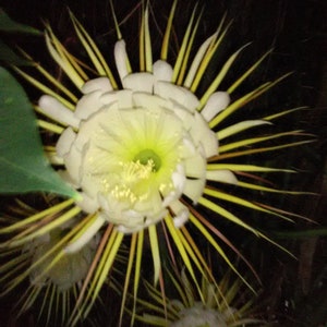 Epiphyllum Night Blooming Cactus 24in Selenicereus grandiflorus Orchid Cactus White Live plants image 10