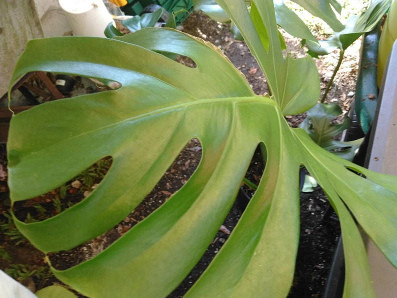 Large Monstera Plant Split Leaf Philodendron Houseplant Live Tropical Garden image 7